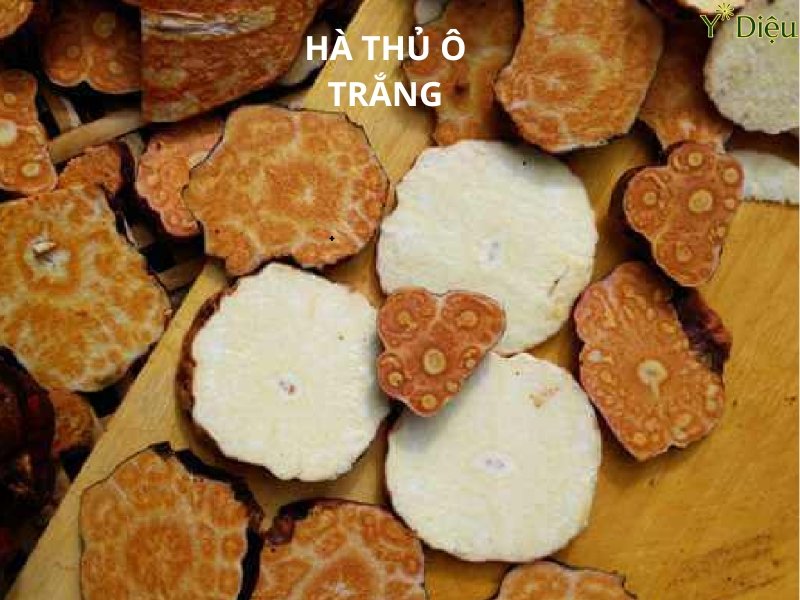 Tác Dụng Của Hà Thủ Ô Trắng Trong Việc Cải Thiện Sức Khỏe